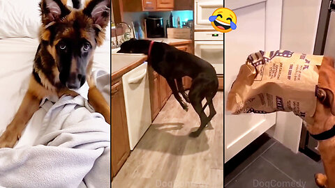 Dogs Doing Funny Things Best of July 2025