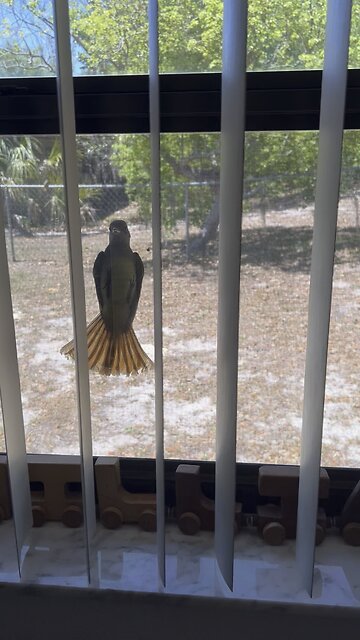 Curious Little Birdy 🐦