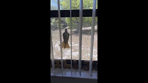 Curious Little Birdy 🐦 