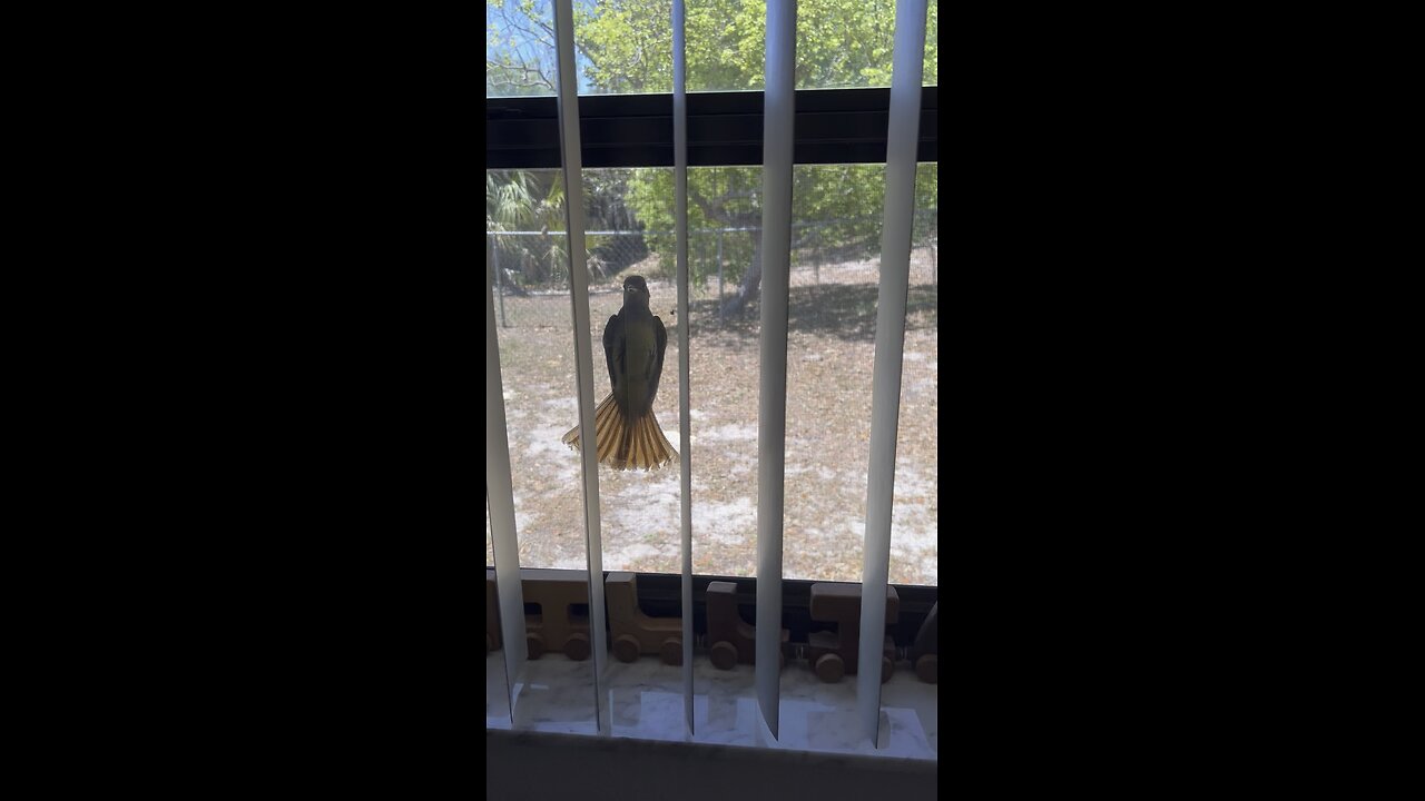 Curious Little Birdy 🐦