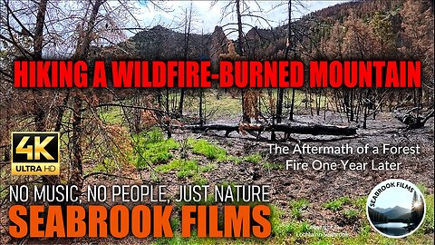 Hiking a Wildfire-Burned Mountain: The Aftermath of a Forest Fire One Year Later