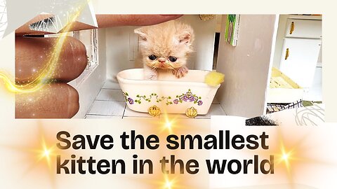 Save the smallest cat in the world!!