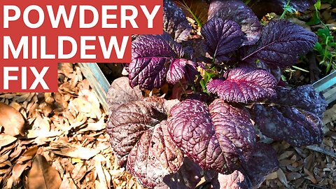 Treat Powdery Mildew Using Milk - Vegetable Gardening 101