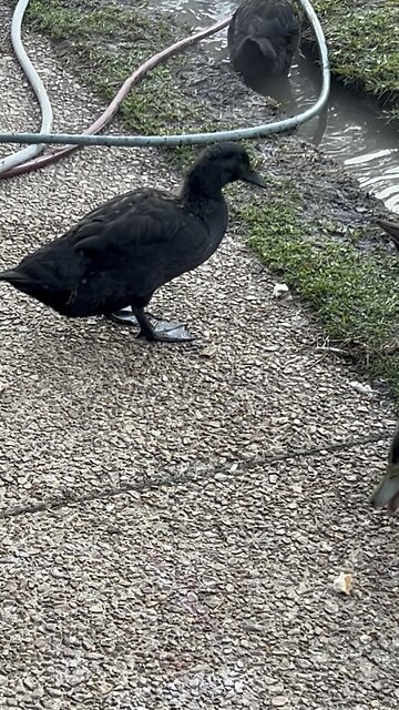 Breakfast time chicks | 41