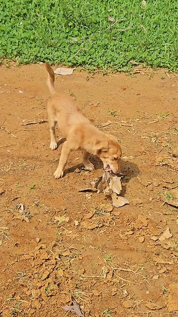 Ridiculous x Dry Marang Leaf / 웃긴놈 x 마른 나뭇잎