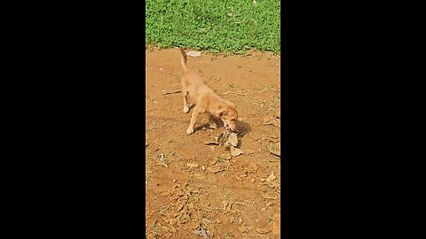 Ridiculous x Dry Marang Leaf / 웃긴놈 x 마른 나뭇잎