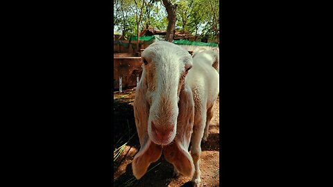 Problems Of Bakra Eid Janwar