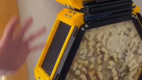 Indoor Beehive