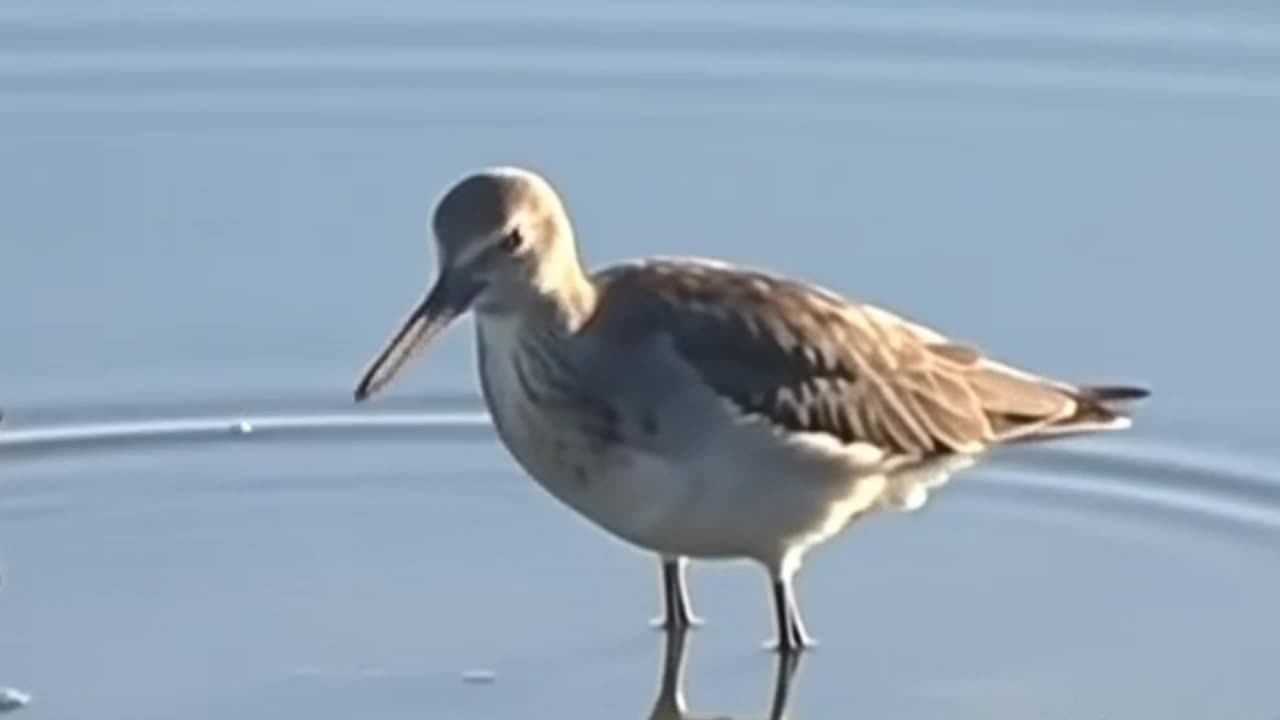 Small Fish Fry Return and Attract Small Wading Birds