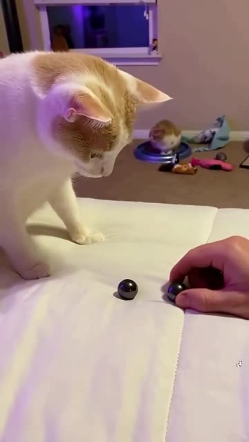 How to impress cats with magic tricks! 🙀😹
