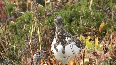 さわやか自然百景 新潟 火打山