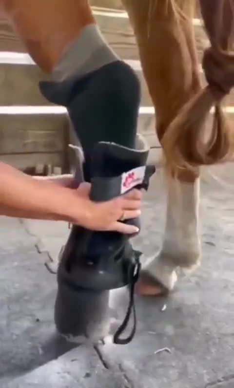 Horse gets a fake leg :)