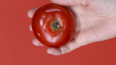 The Tomato in Hand