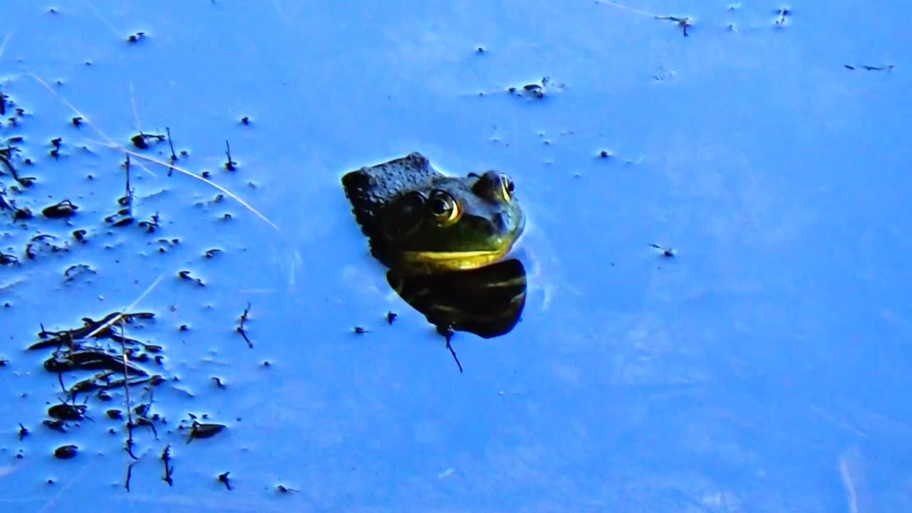 Bullfrog
