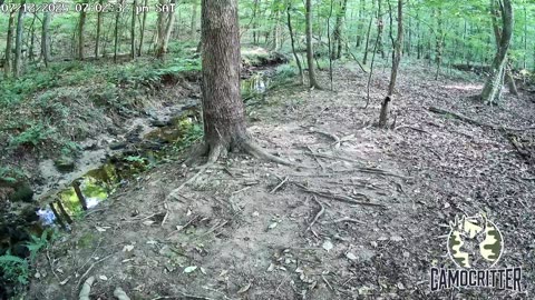 CamoCritter Critter Cam Live Stream