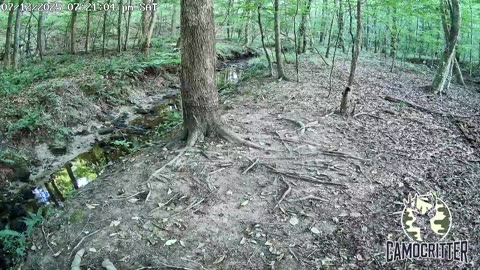 CamoCritter Critter Cam Live Stream