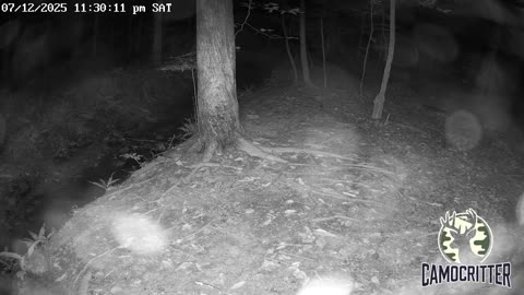 CamoCritter Critter Cam Live Stream