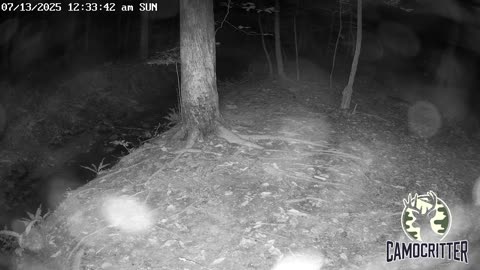 CamoCritter Critter Cam Live Stream