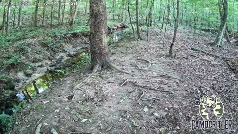 CamoCritter Critter Cam Live Stream