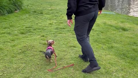 Yorkie Goes for Unexpected Swim