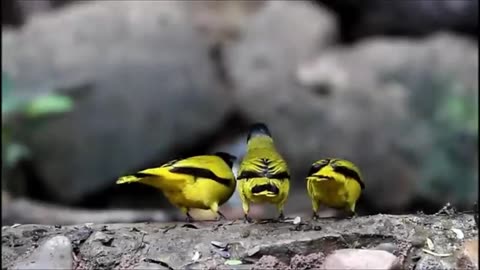 All About Birds for Children: Animal Learning for Kids.