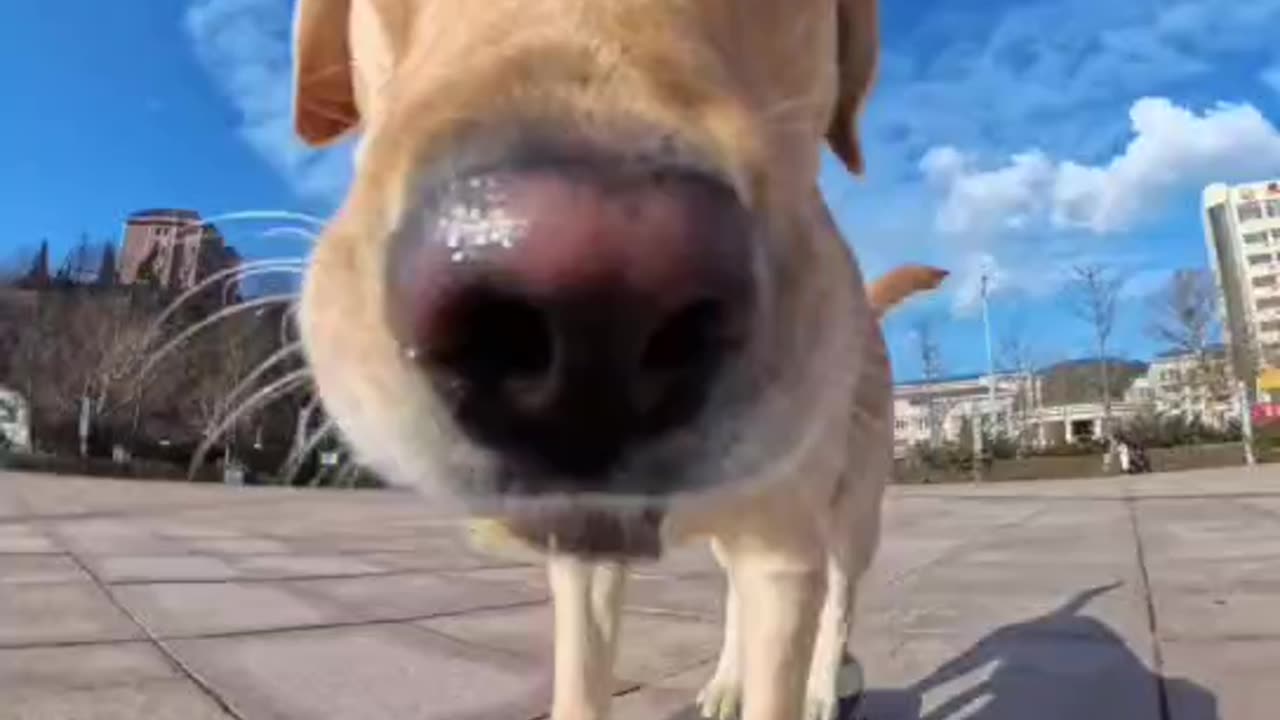 Ten thousand moments of being cured by a puppy