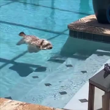 The dog is floating.. 😅