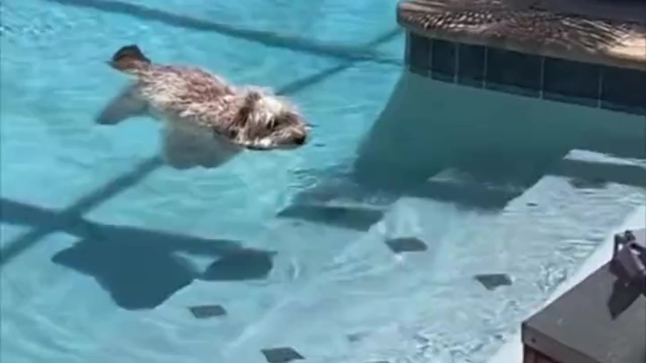 The dog is floating.. 😅