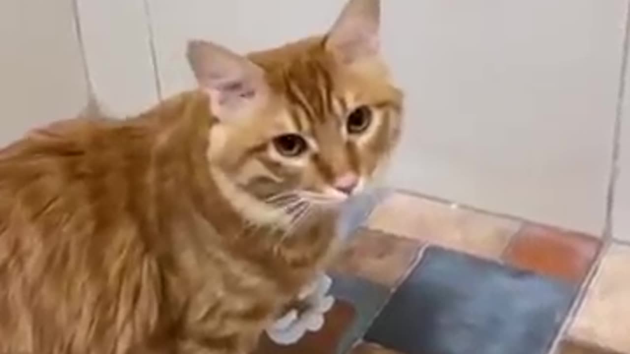 Funny cat