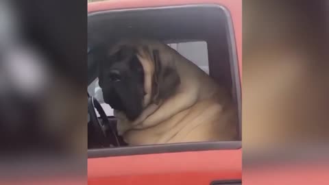 FUNNY MOMENTS _ CATS AND DOGS