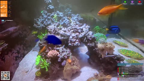 24/7 Real Live Reef Stream