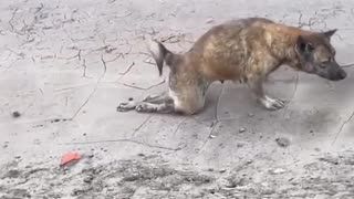 Funny animals