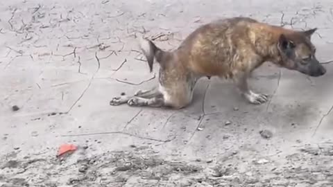Funny animals