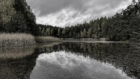 Birkensee / Music Black Stone Cherry