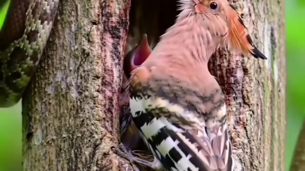 Snake attack the bird