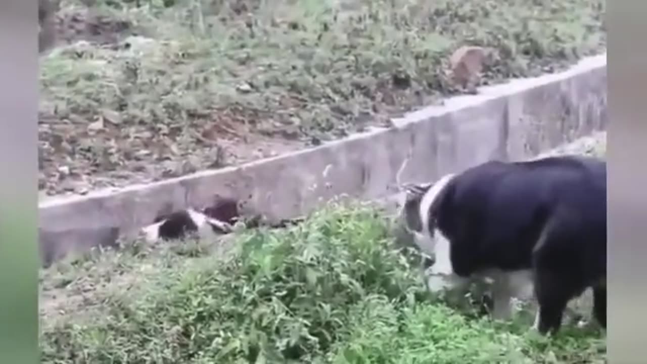 Try not to laugh