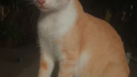 My Cat
