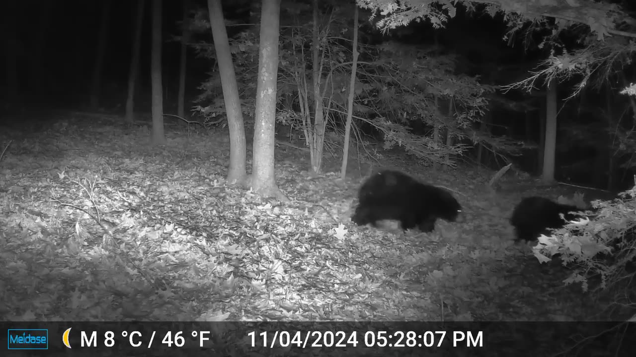 Bear Triplets Follow Mom