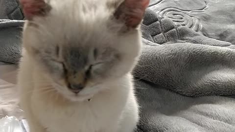 Lovely cat