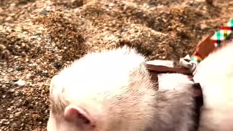 5 Things These Ferrets Are Obsessed With The Dodo #thedodoanimals #dodoanimals