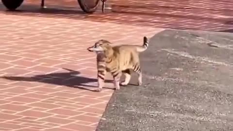 😂🐶 You Won't Believe This Cute Failure! | FunFM