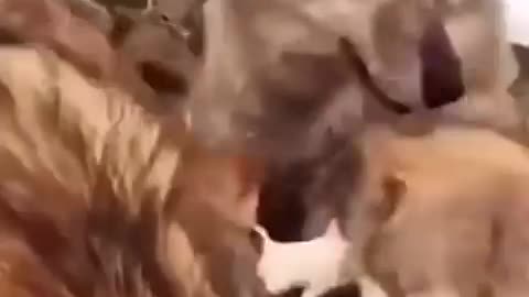 😂🐶 Frenchie Dog's Convincing Look! | FunFM