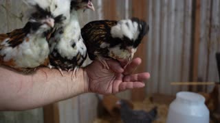 Tolbunt Polish Chicks