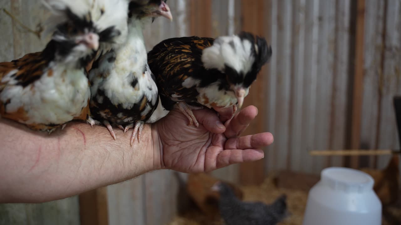 Tolbunt Polish Chicks