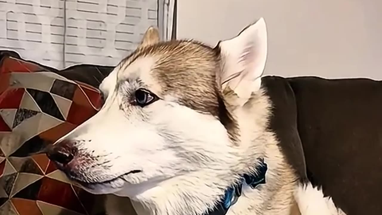 prank with the dog