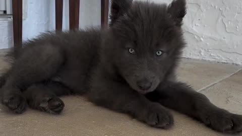 this dog looks like a baby wolf unbelievably beautiful!