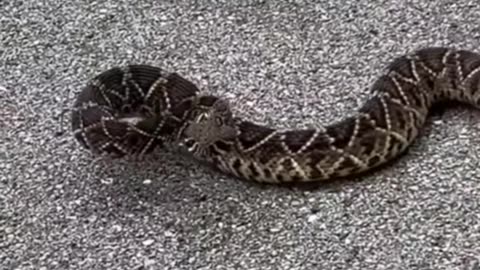 Advanced door lock, "snake" type lock