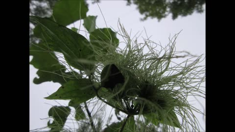Woody Vine Woodbine Aug 2024