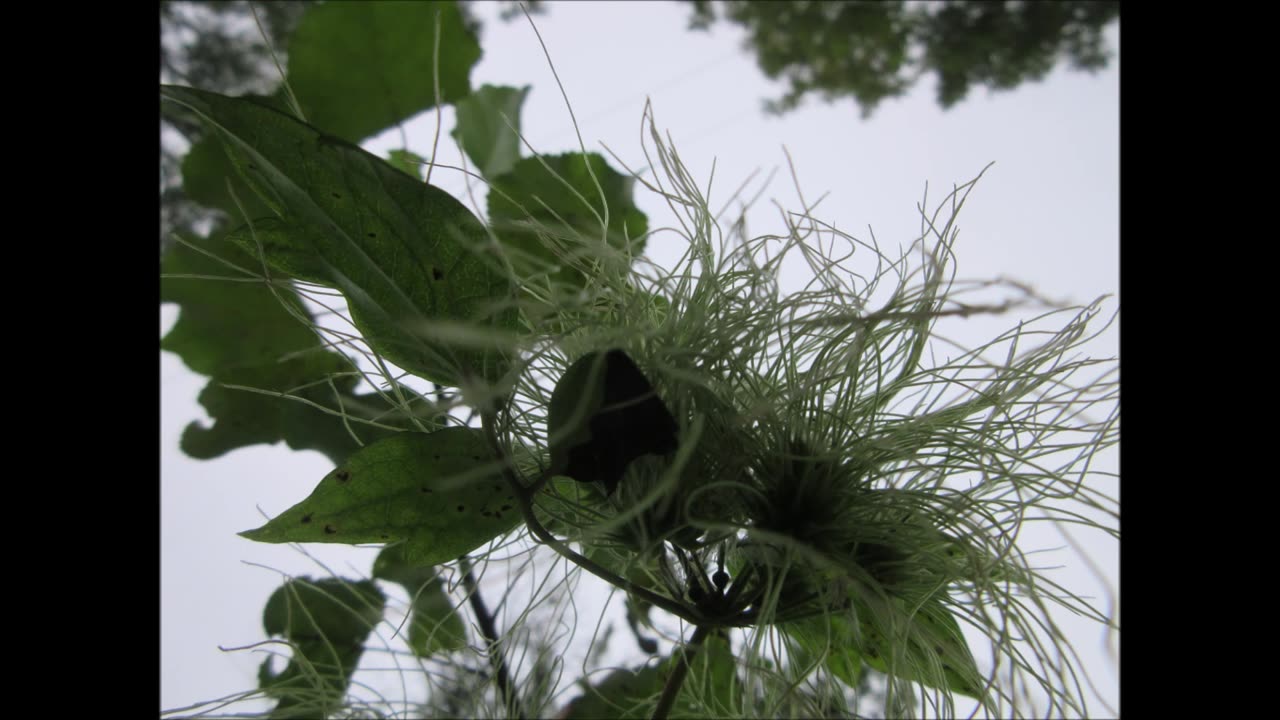 Woody Vine Woodbine Aug 2024