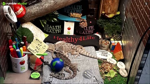 🔴 2025🔴03-20🍁 Live Stream Day 18🔴 🍏Healthy4Life🐉 Mascots 🍎🐲 Meet Kobe & Health🐉 Day In The Life Of Bearded Dragons🐲Day18🐉⭕Live🦎Streaming🔴